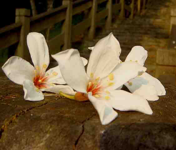 MayFlower