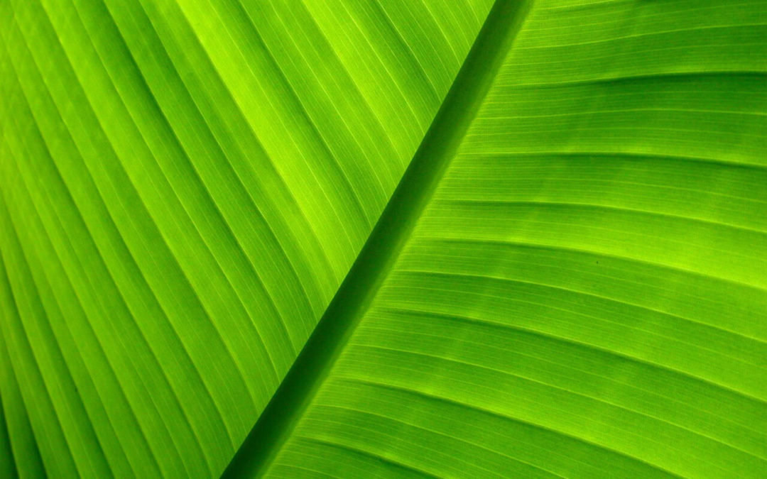 00240_green_1280x800