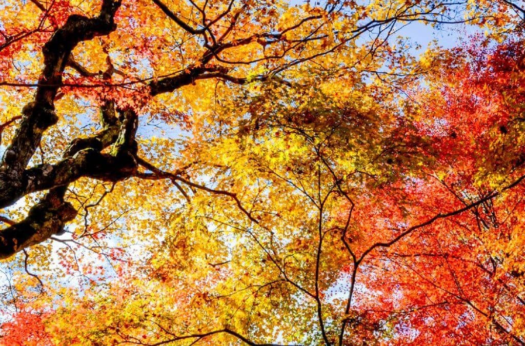 2017 Hokkaido Yellow maples