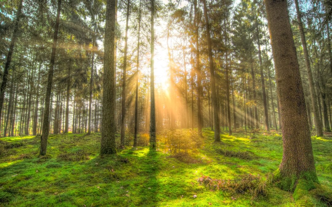 forest