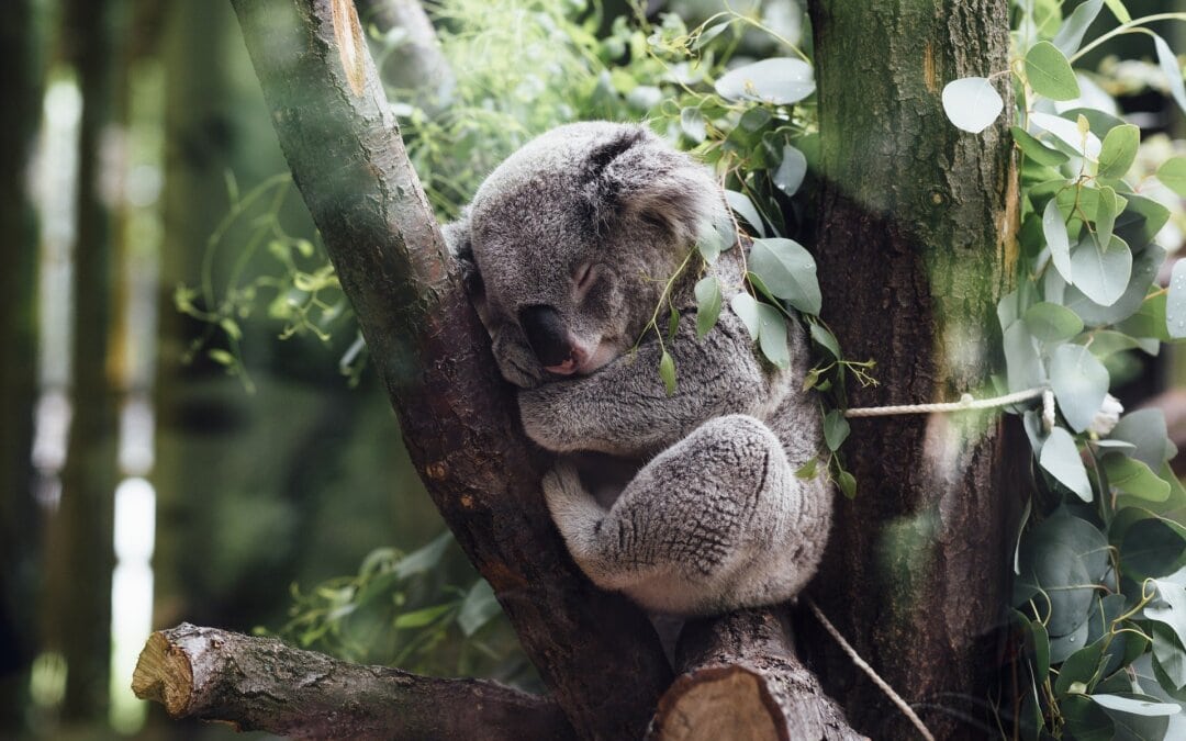 koala01