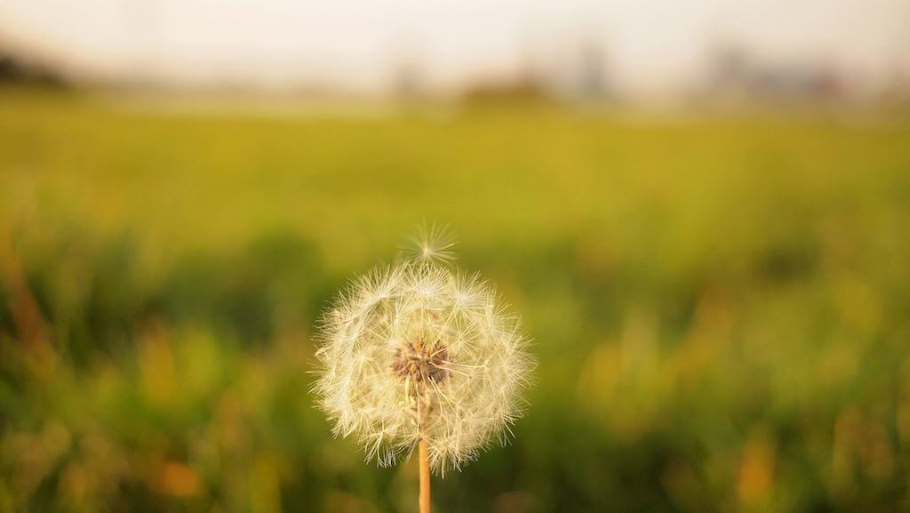 makeawish
