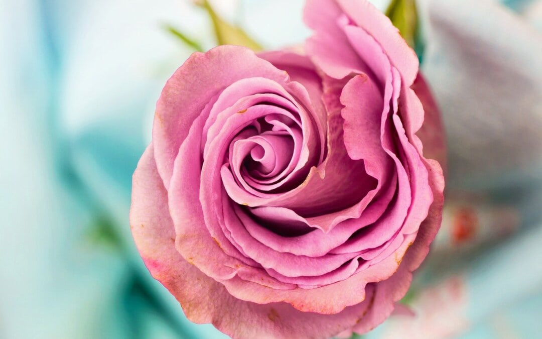 rose