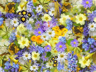 spring-flowers