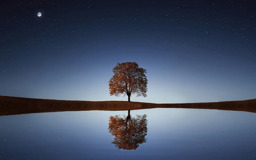 tree-01