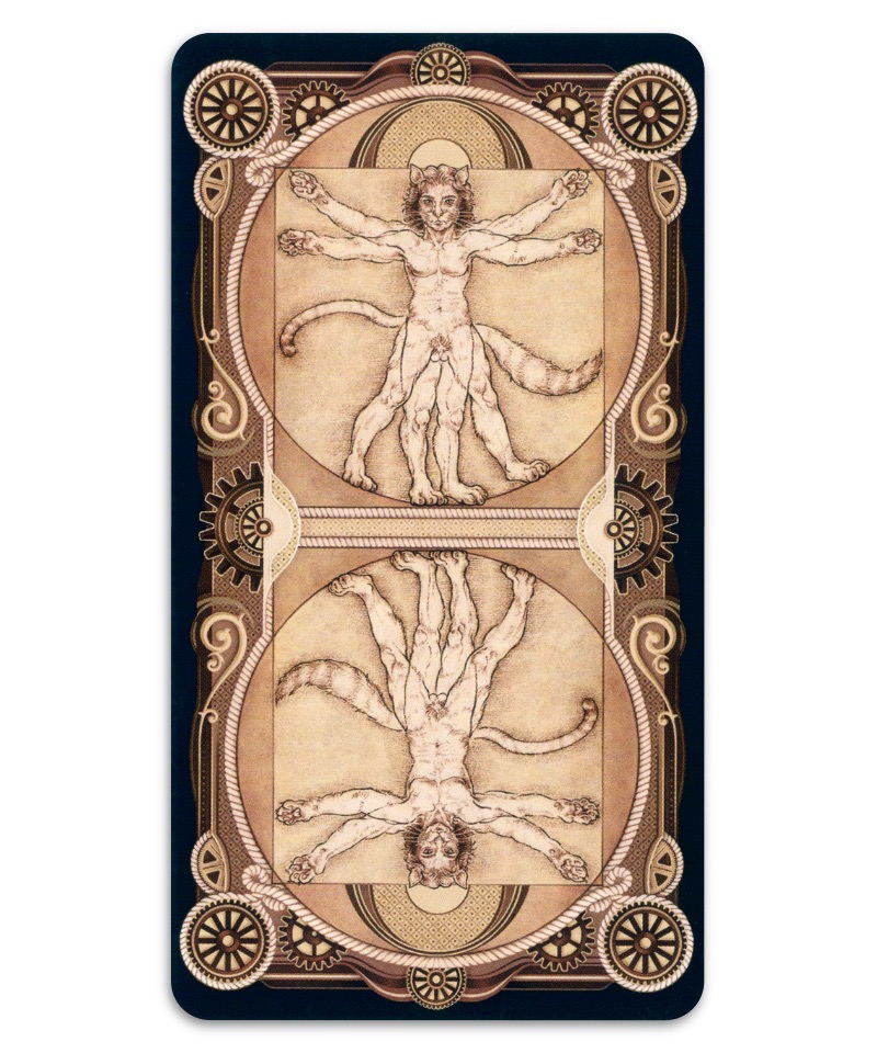 童話貓塔羅|Cat Tarot|78張,古老傳說到童話故事,用獨特古怪重現寓意,贈中文翻譯