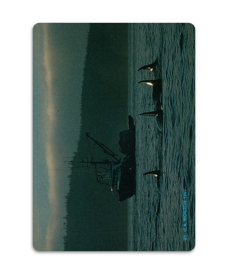 OH Cards-虎鯨卡|ORCA Cards|55張,關於虎鯨生活的圖片卡