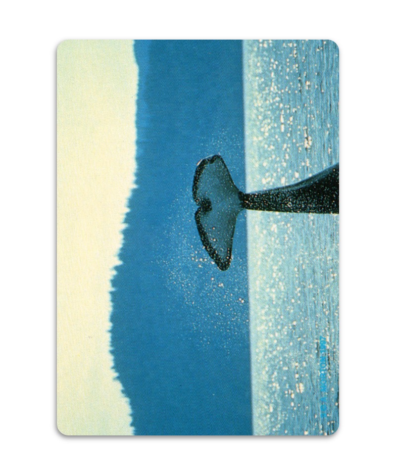 OH Cards-虎鯨卡|ORCA Cards|55張,關於虎鯨生活的圖片卡