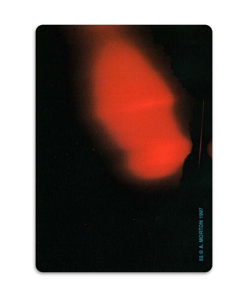 OH Cards-虎鯨卡|ORCA Cards|55張,關於虎鯨生活的圖片卡