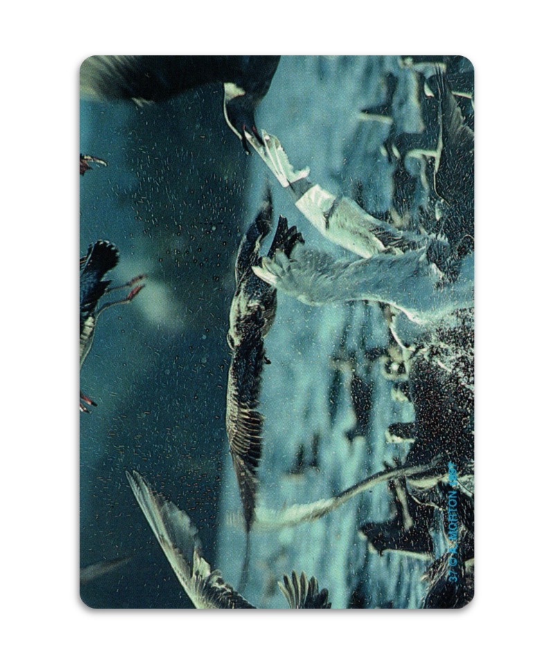 OH Cards-虎鯨卡|ORCA Cards|55張,關於虎鯨生活的圖片卡