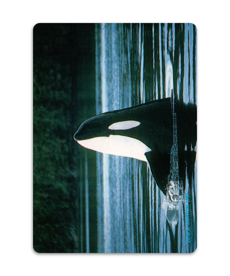 OH Cards-虎鯨卡|ORCA Cards|55張,關於虎鯨生活的圖片卡