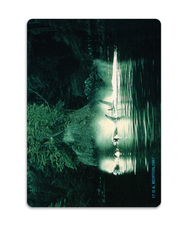 OH Cards-虎鯨卡|ORCA Cards|55張,關於虎鯨生活的圖片卡