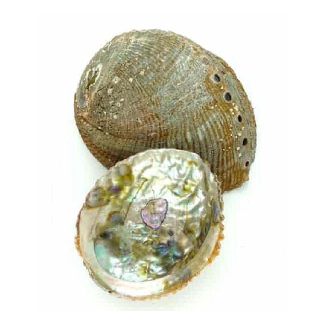 淨化器皿-鮑魚貝 - 鮑魚貝-小