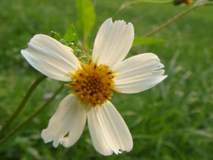 S_flower-300x225.jpg