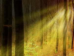 TarotWisdom-300x225.jpg