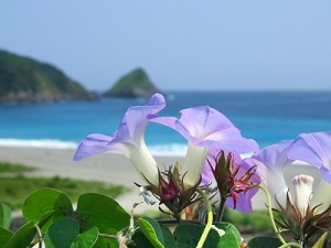 purpleflower-300x225.jpg